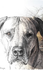 Illustration : Bleistift : Composing : Tierportrait
