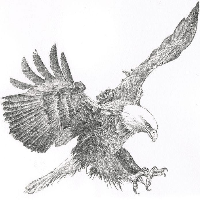 Bleistift-Illustration Adler Preik Chronographen